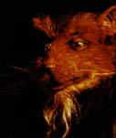 Splinter